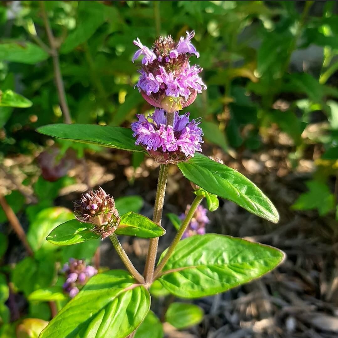 👀#NativePlant #FastFactsFriday👀

Blephilia ciliata (Downy Wood Mint)

 🌱grows 1'-2.5' tall
 
🌻lavender to pink May-Aug
 
🌞sun to part shade
 
🐝🦋native bees especially bumble bees

💦dry to medium

Blephilia ciliate grows wild in thin soils ove