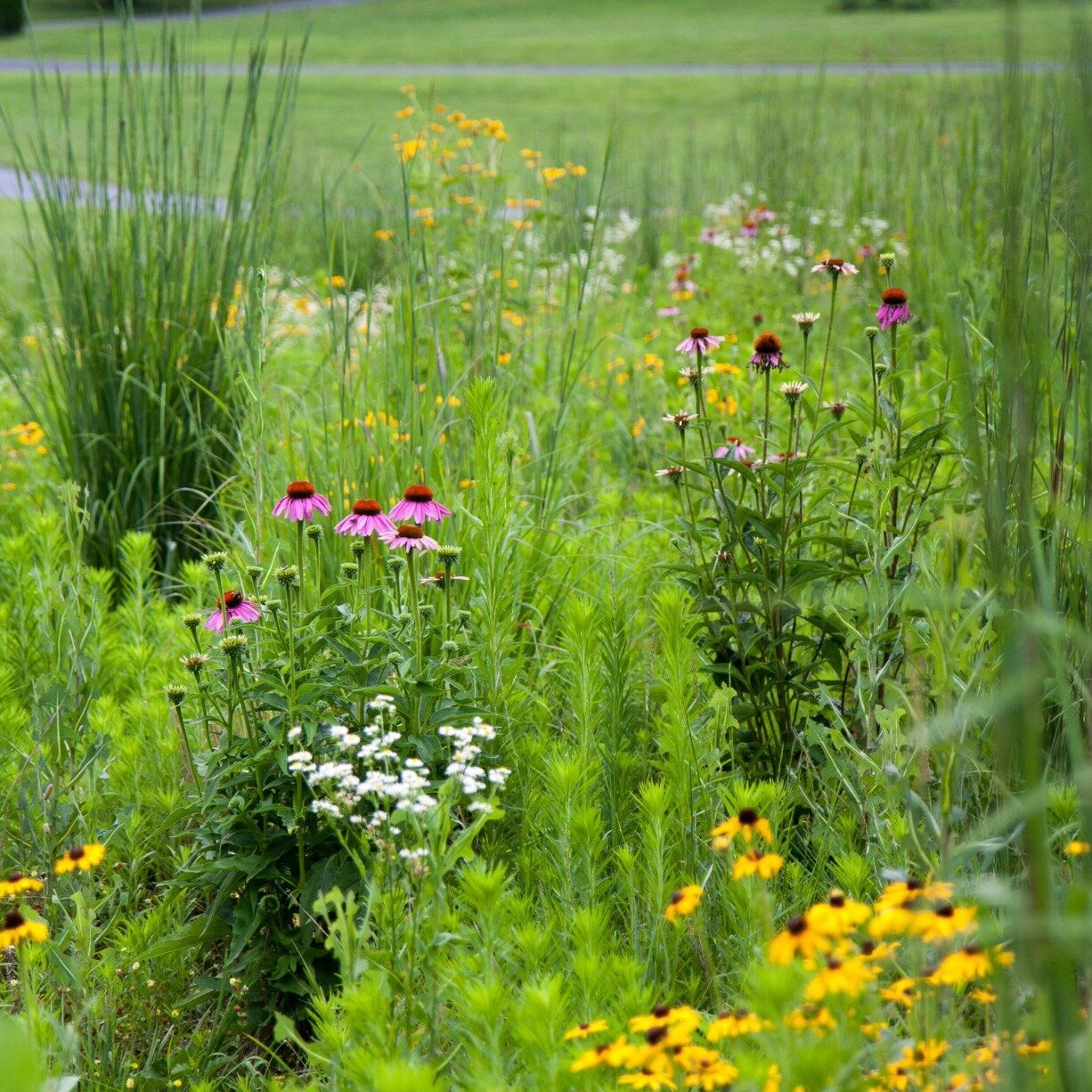 🌻Meadow Magic🌻

A sterile expanse of mowed lawn to the majestic beauty of a native meadow❗Follow the link to see more meadow magic. https://www.thenaturalgarden.net/news?fbclid=IwAR3Ktz_NH4sinrBdQWi8Tl3nQi-3pWzIKW2pcI1Ft_8izxF0hAuECmRn18A 

Schedul