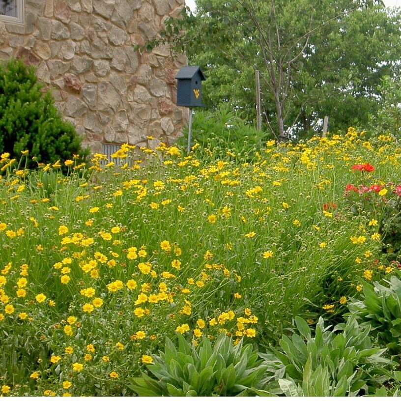 👀#NativePlant #FastFactsFriday👀

Coreopsis lanceolata (Lance Leafed Coreopsis)

 

🌱grows 1' - 2' tall
 
🌻yellow May-July
 
🌞full sun
 
🐝🦋Butterflies, bees and songbirds. 

💦dry to medium

Short in stature but not in character.  Coreopsis lan