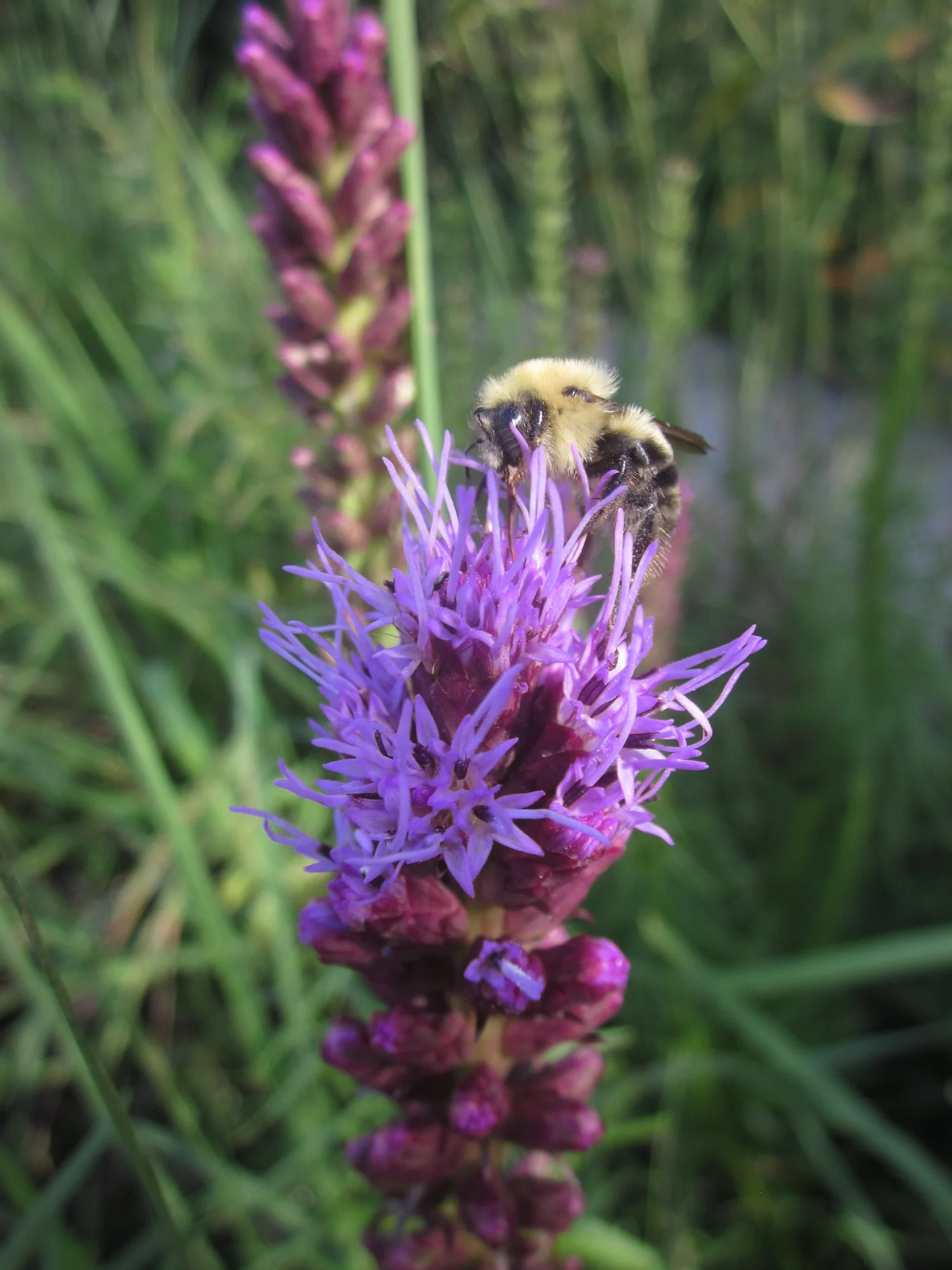 Liatris pilosa (Grassleaf Blazing Star)  The Natural Garden, Inc.
