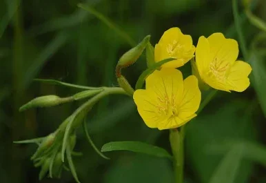 small sundrops.webp