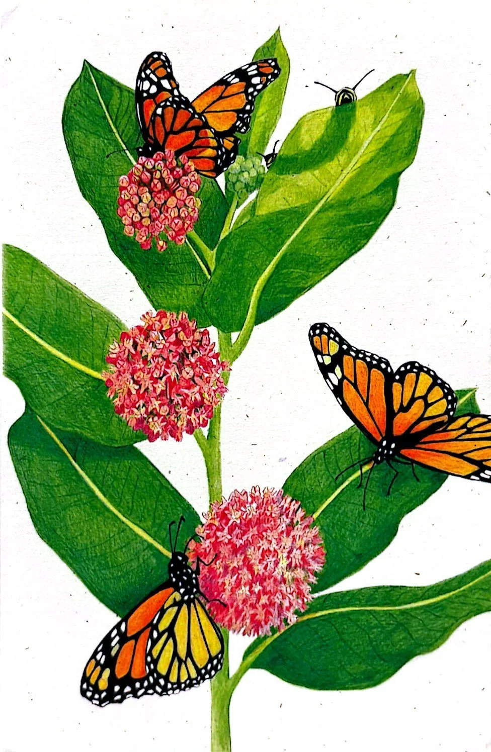 Help Our Monarch's Posters — The Natural Garden, Inc.