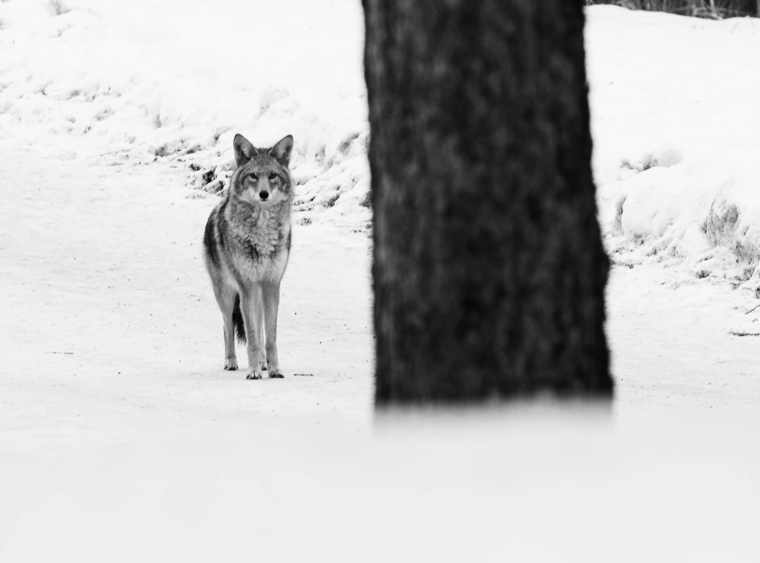 The Social Theory of Neutrality