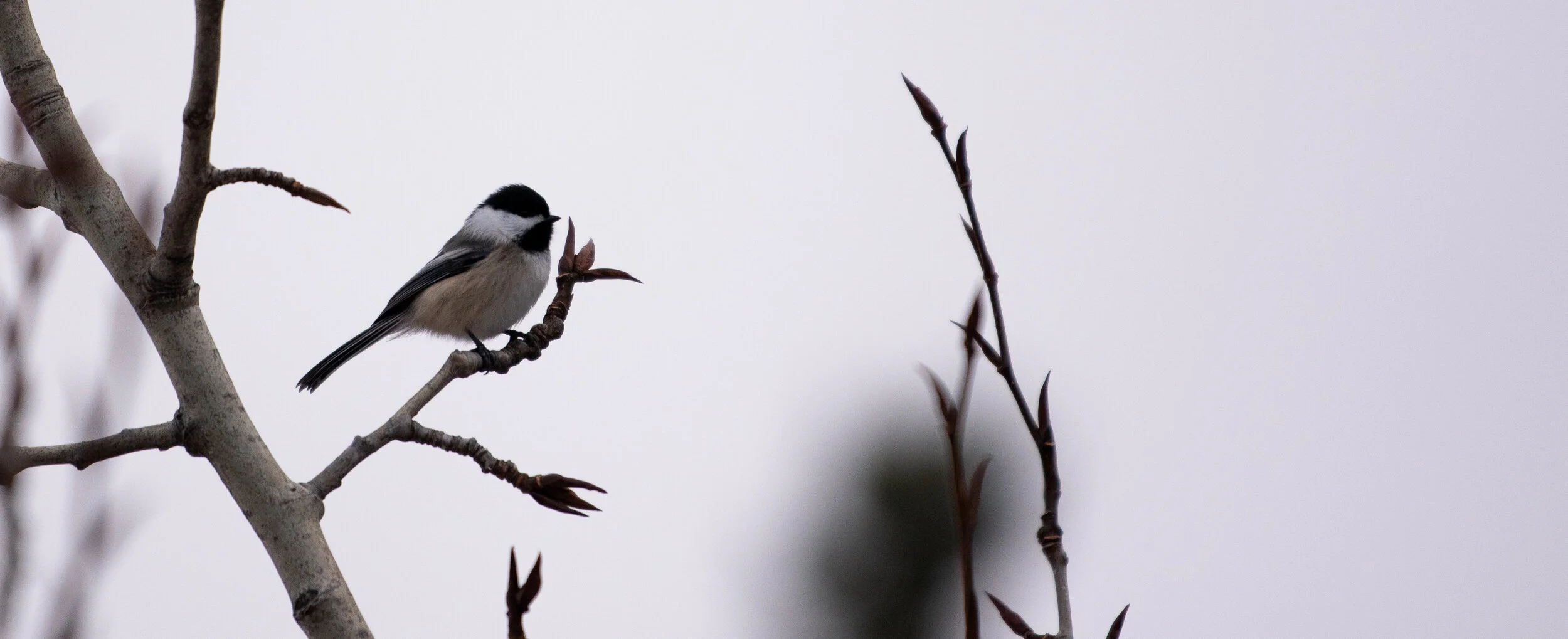 Dialectics and Intellectual Freedom