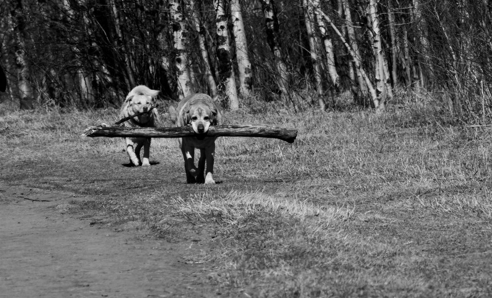 The Populism of Intellectual Freedom