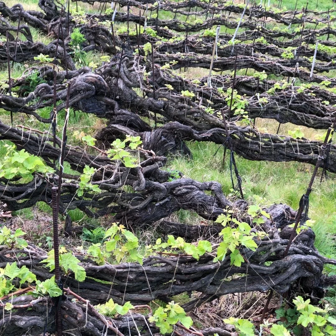 Canary Island Tasting