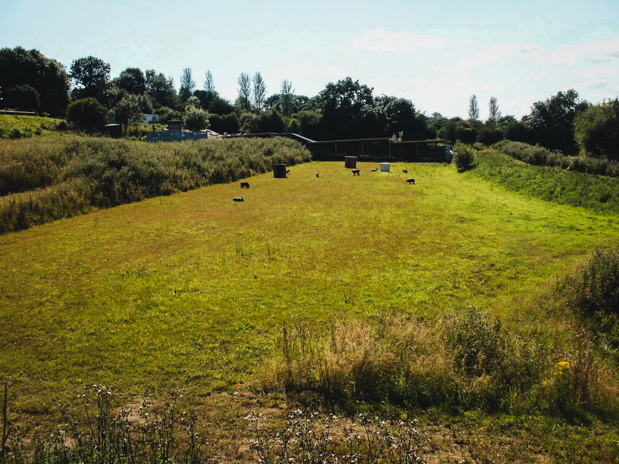 A grassy field with grazing cows, surrounded by trees and shrubs, under a partly cloudy sky.
