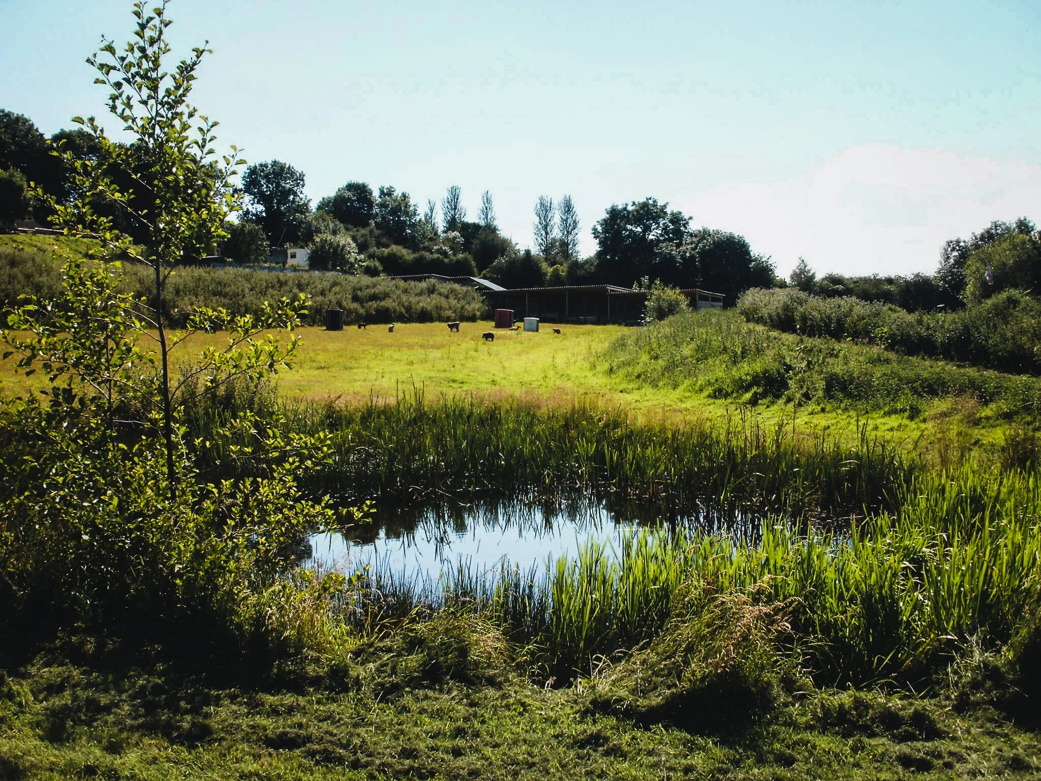 A green pasture with a small pond in the foreground, trees on the left, and a few animals grazing in the distance under a clear sky.