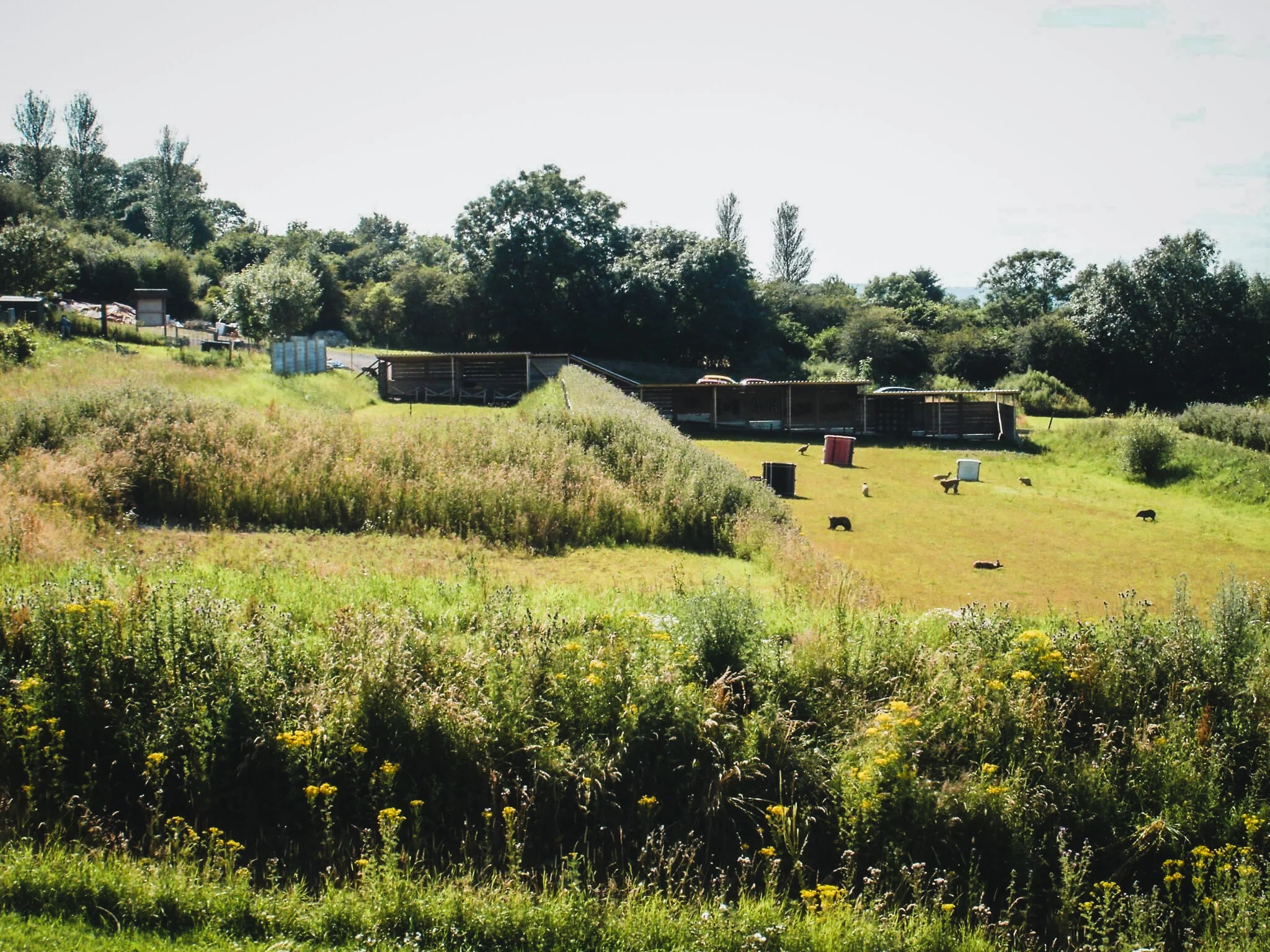 Open field with animals grazing and resting, surrounded by lush greenery and trees, with some structures and cars in the background.