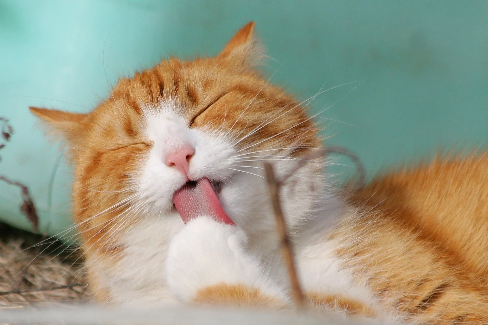 Save the Cat