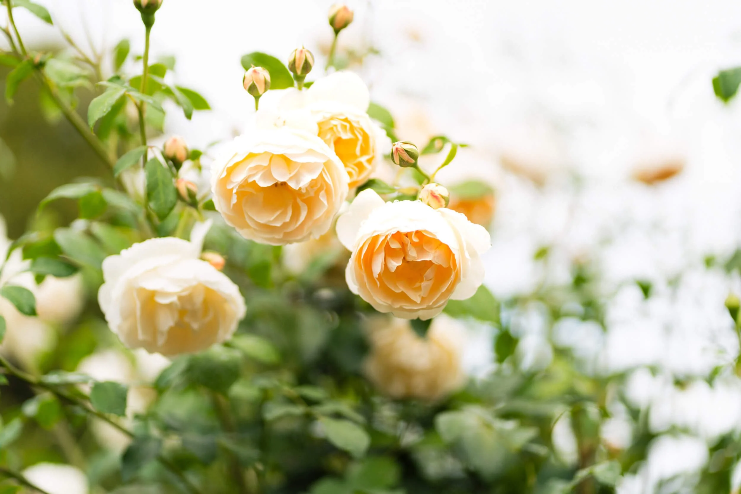 peach roses captured in natural light at Stokesay Walled Garden. By Andrea Gilpin Photography, specialising in florists, gardeners, and small creative businesses across the UK