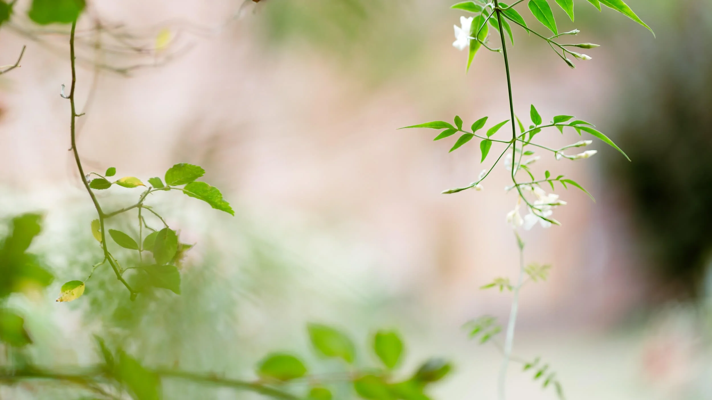 Rose stems captured in natural light at Stokesay Walled Garden. By Andrea Gilpin Photography, specialising in florists, gardeners, and small creative businesses across the UK