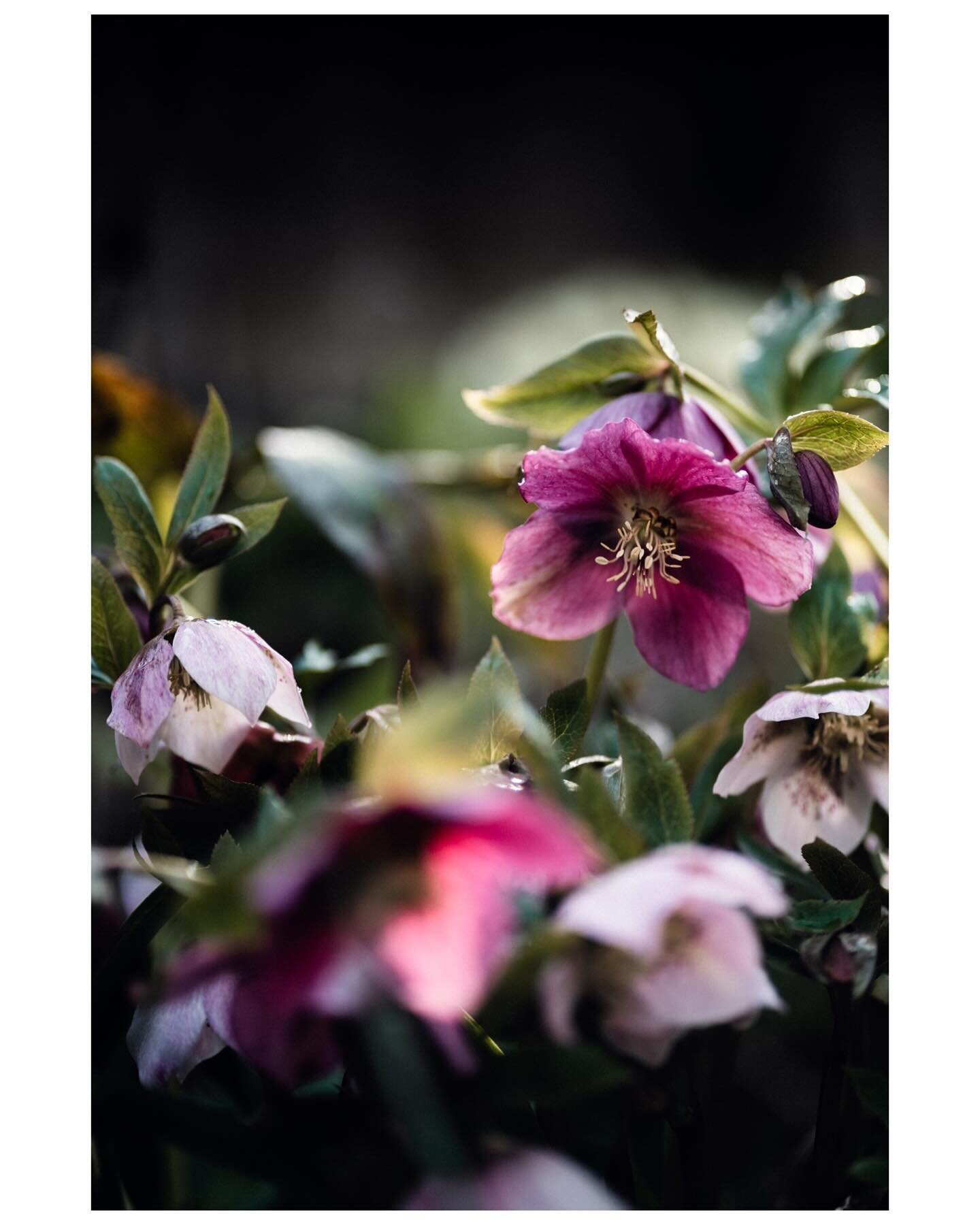 Hellebores - adding a touch of magic to my frosty garden.
.
Some species go by the lovely names of Lenten rose, Snow rose and Bear&rsquo;s foot 😃
.
At the moment the hellebores in our garden are just a few buds but soon they will be in full bloom - 