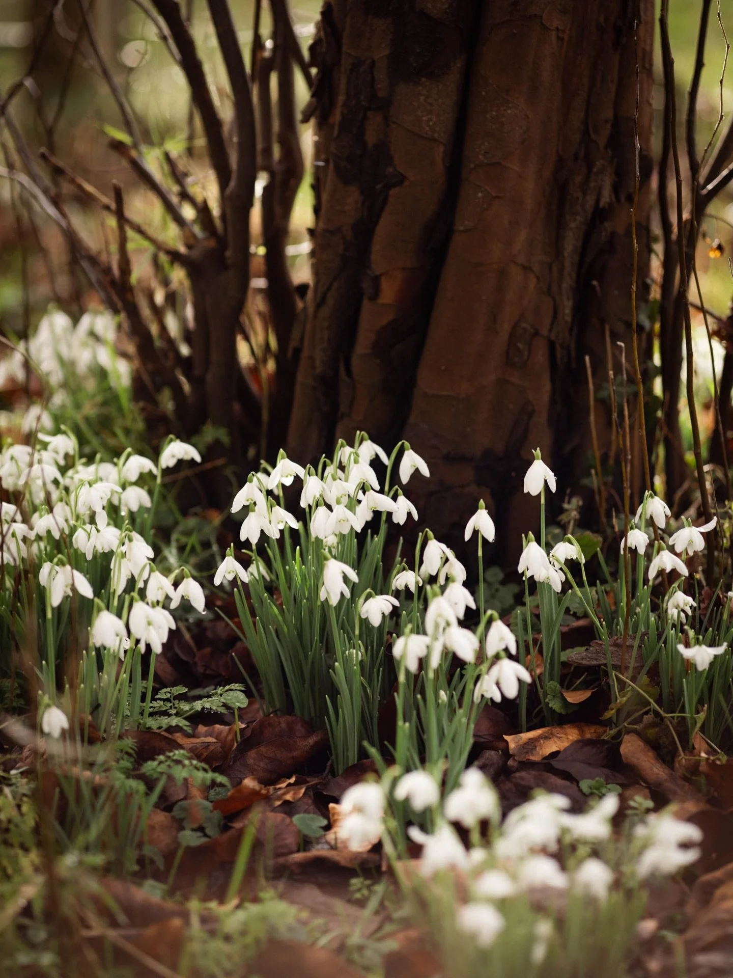 I&rsquo;m late to the party with these snowdrops (shot a couple of weeks ago&hellip; and everyone&rsquo;s posting magnolias now 😄) but I love keeping the seasons flowing through my gallery.

Also&hellip; I know I should add more images and maybe som