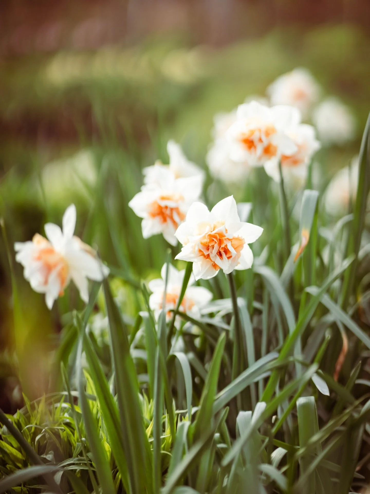 I love the colour yellow, flowers, and spring - so it&rsquo;s no surprise I currently have a camera full of daffodil images 😅
How about you? 😃

Here are three from the last few weeks&hellip;

1. Fancy ones flouncing at the wonderful @stokesayflower