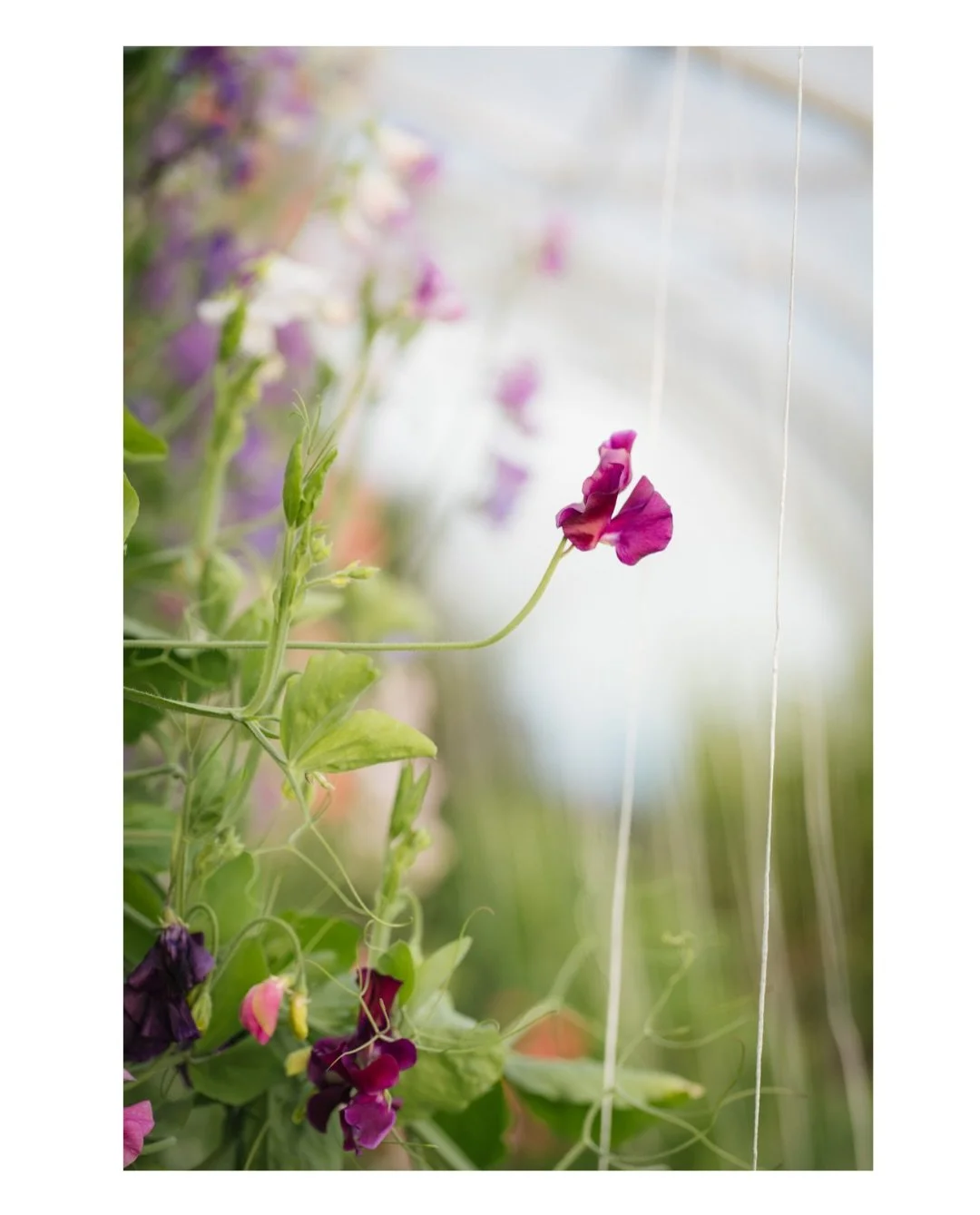 Sweet peas, sunshine, tea, biscuits and two lovely growers- my ideal shoot day &hearts;️
.
I spent the most enjoyable day photographing the lovely Meg and Will with their stunning sweet peas.
.
Following our pre-prepared shot list we captured portrai