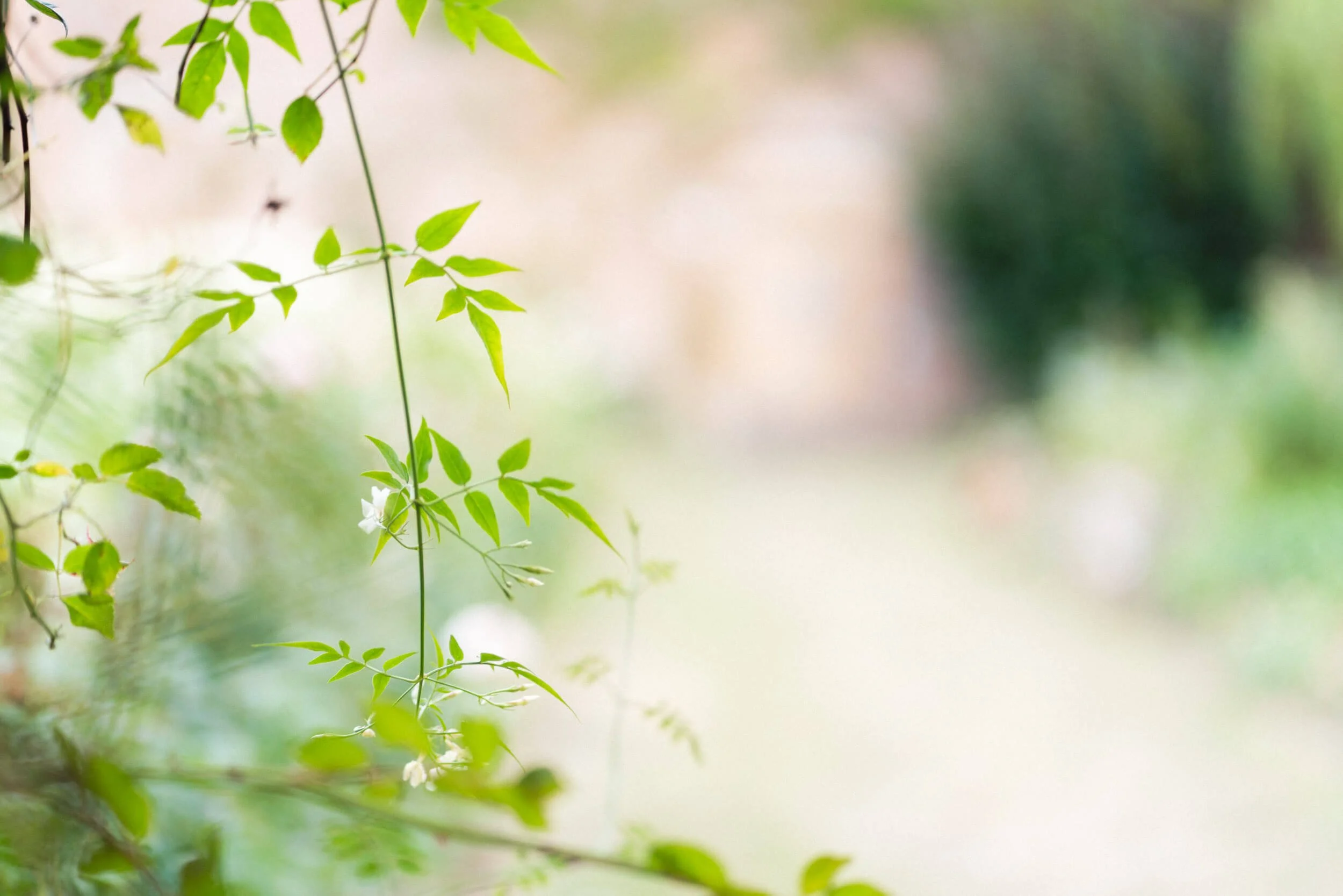 Rose stems captured in natural light at Stokesay Walled Garden. By Andrea Gilpin Photography, specialising in florists, gardeners, and small creative businesses across the UK