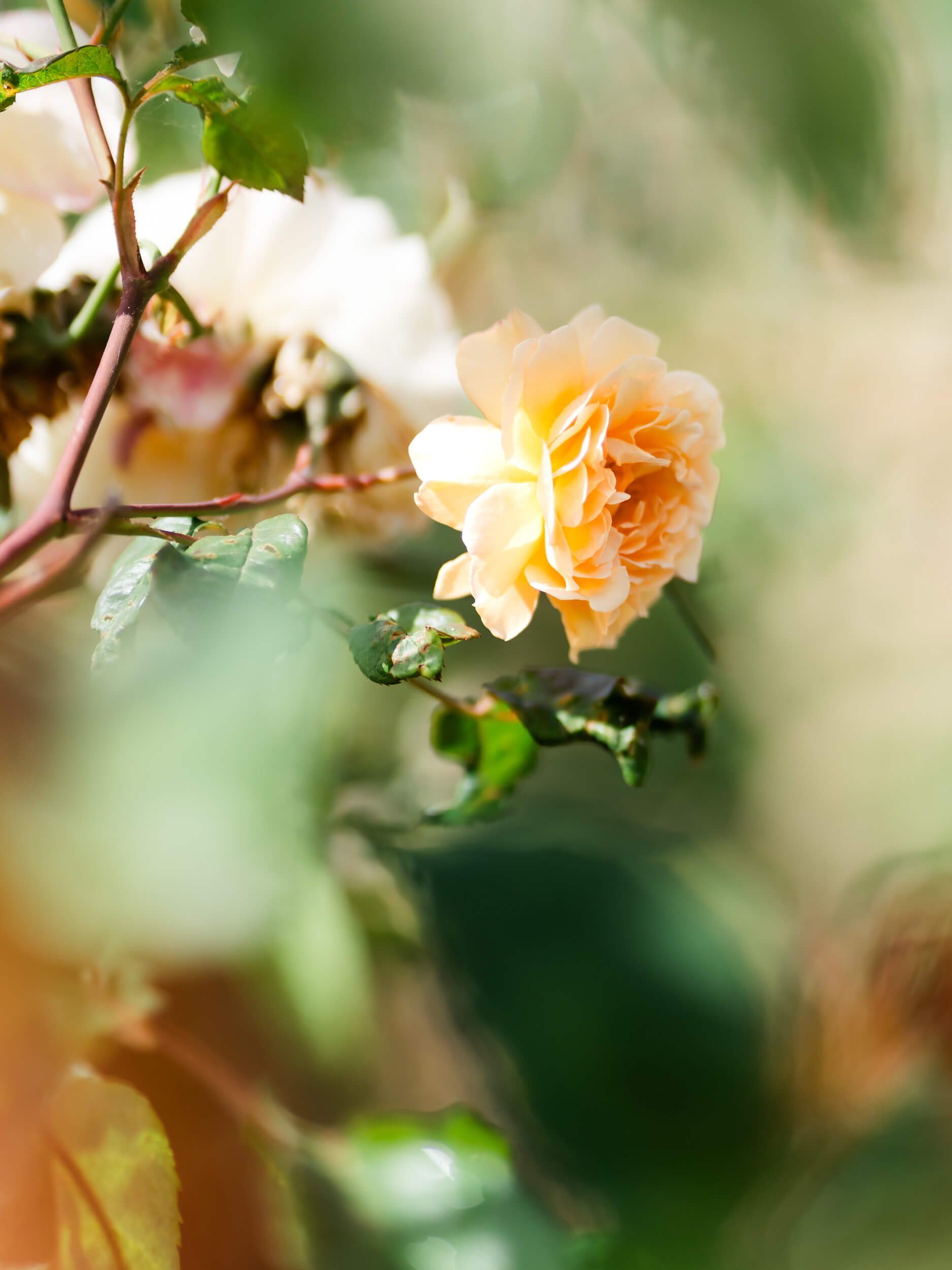 Roses captured in natural light at Stokesay Walled Garden. By Andrea Gilpin Photography, specialising in florists, gardeners, and small creative businesses across the UK