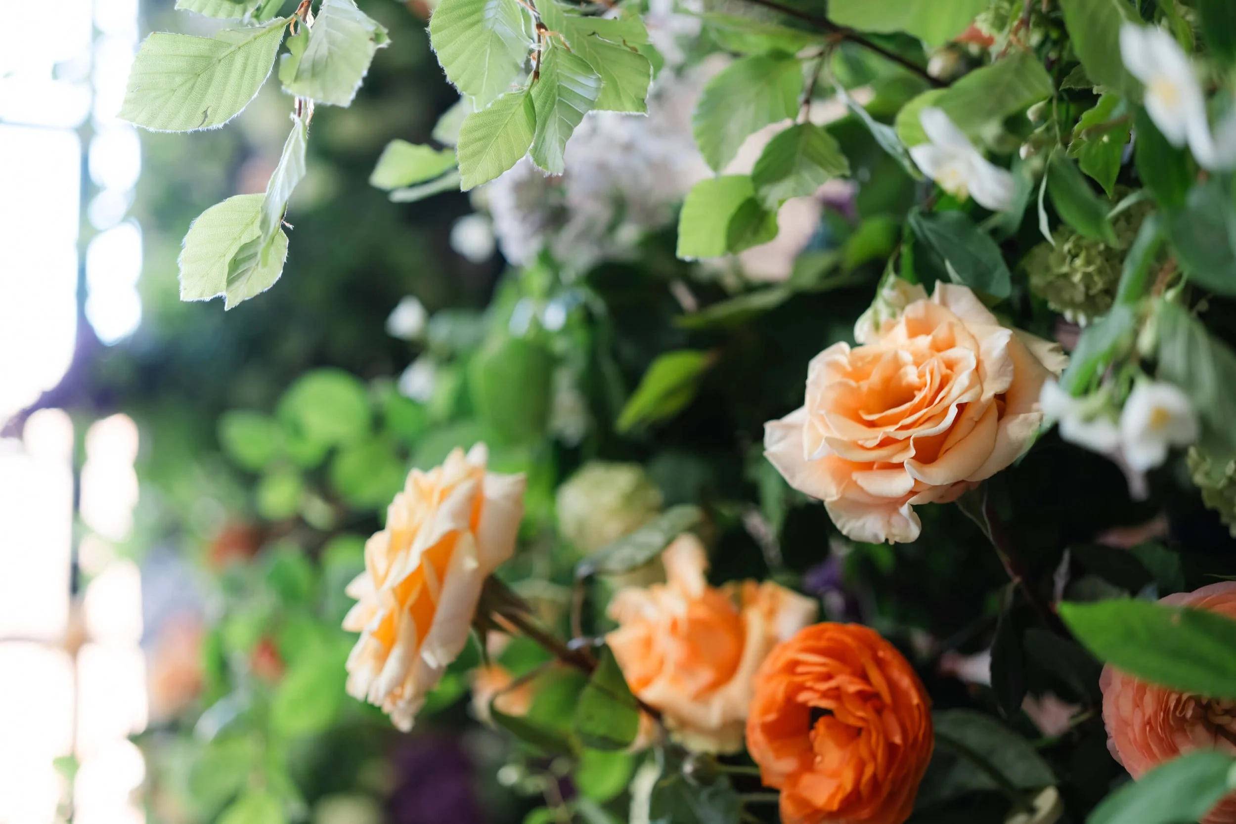 flowers-close up-peach-rose.jpg