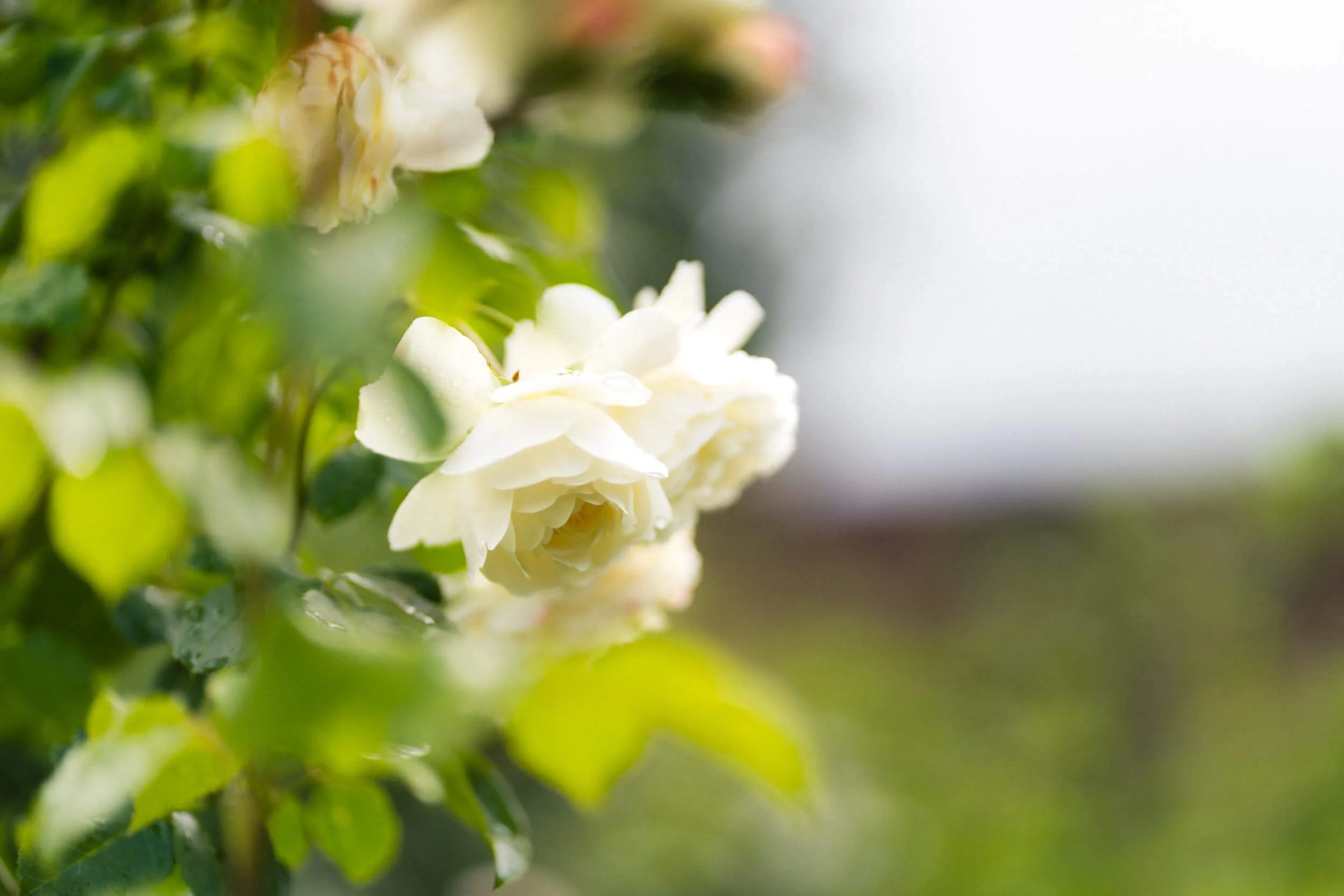 white roses captured in natural light at Stokesay Walled Garden. By Andrea Gilpin Photography, specialising in florists, gardeners, and small creative businesses across the UK