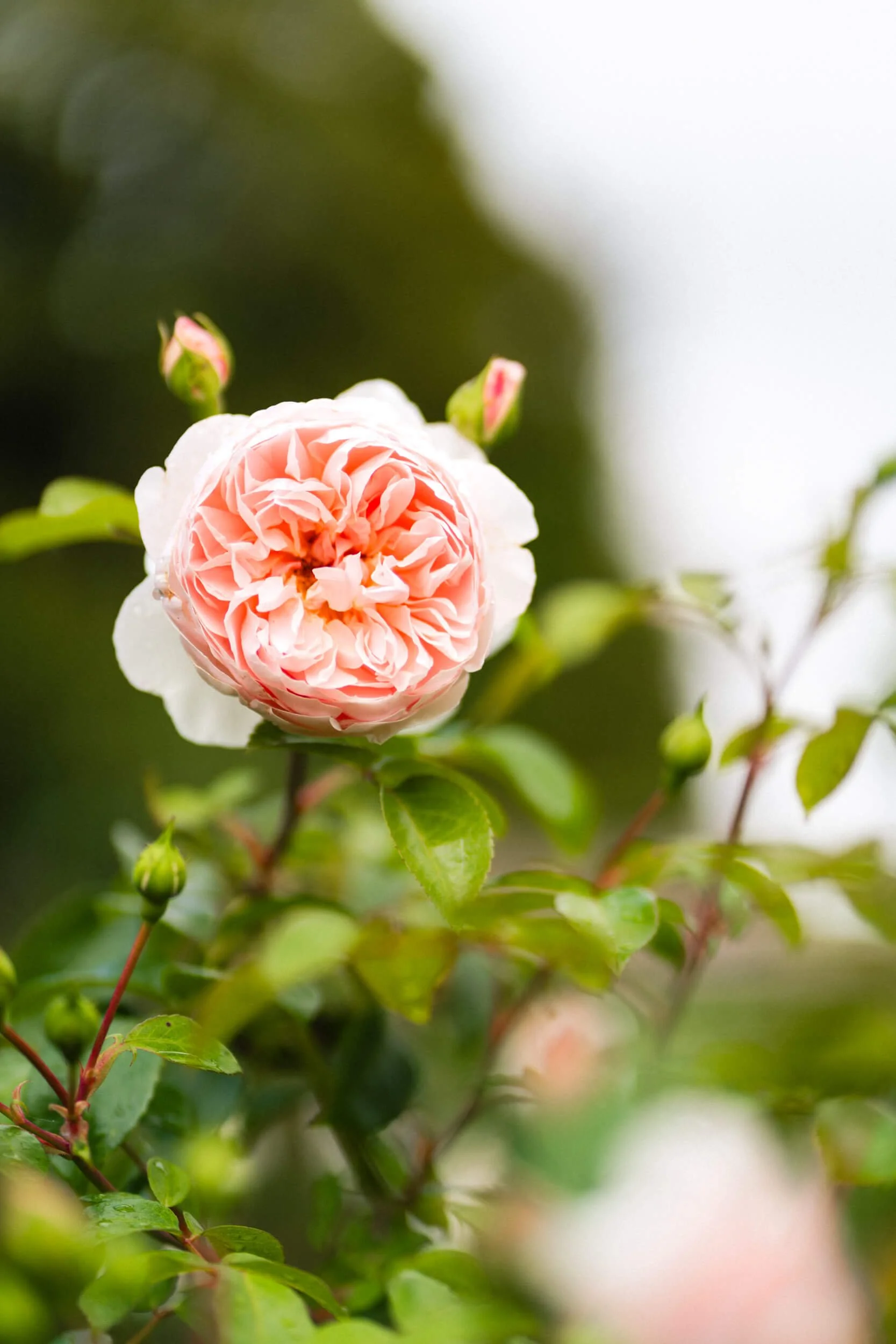 Soft pink garden rose, captured in natural light. By Andrea Gilpin Photography, specialising in florists, gardeners, and small creative businesses across the UK