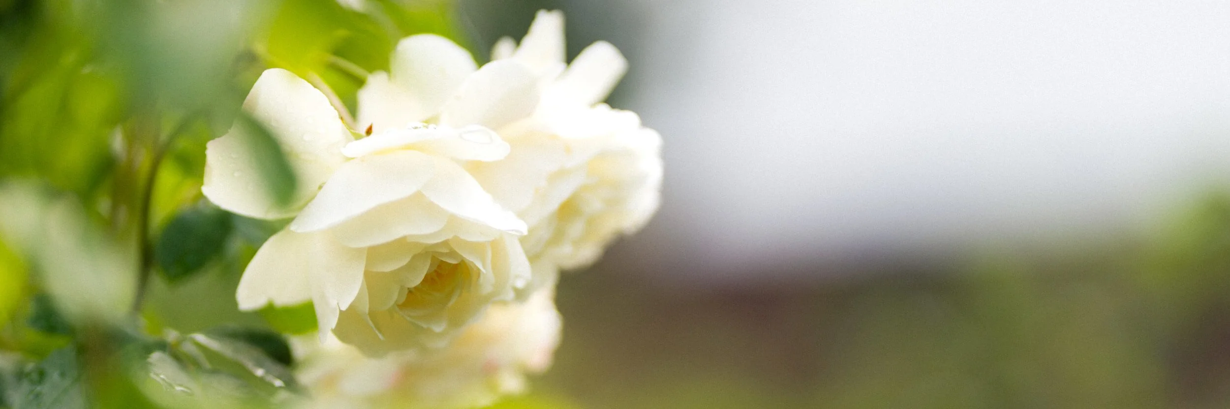 White roses captured in natural light at Stokesay Walled Garden. By Andrea Gilpin Photography, specialising in florists, gardeners, and small creative businesses across the UK