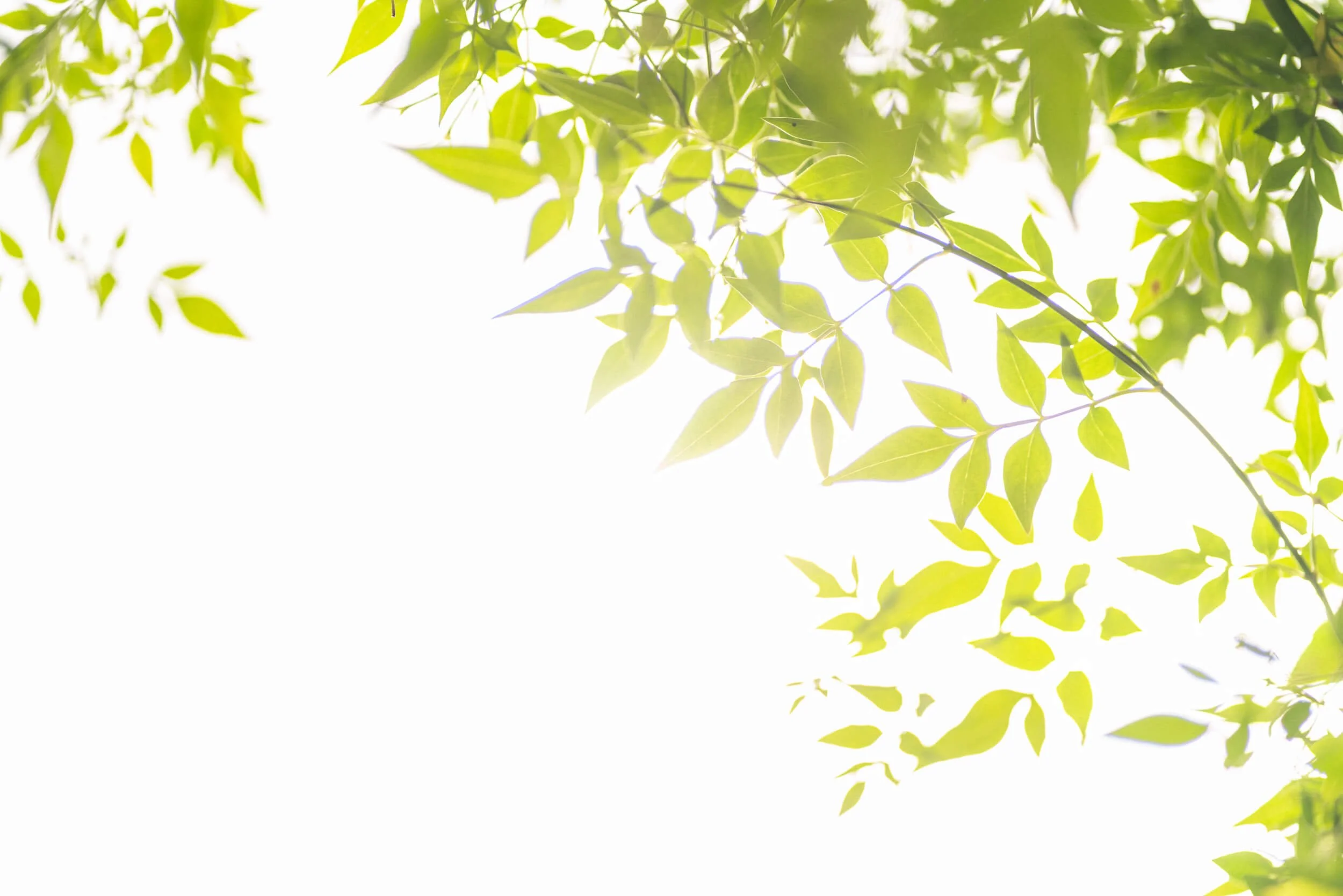 leaves captured in natural light at Stokesay Walled Garden. By Andrea Gilpin Photography, specialising in florists, gardeners, and small creative businesses across the UK