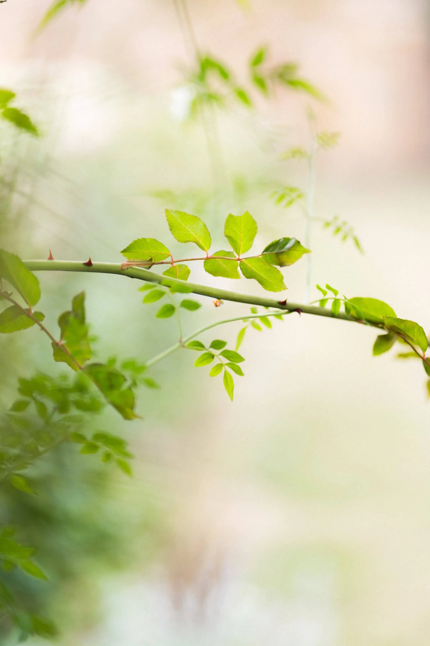 Rose stems by Andrea Gilpin Photography, specialising in florists, gardeners, and small creative businesses across the UK