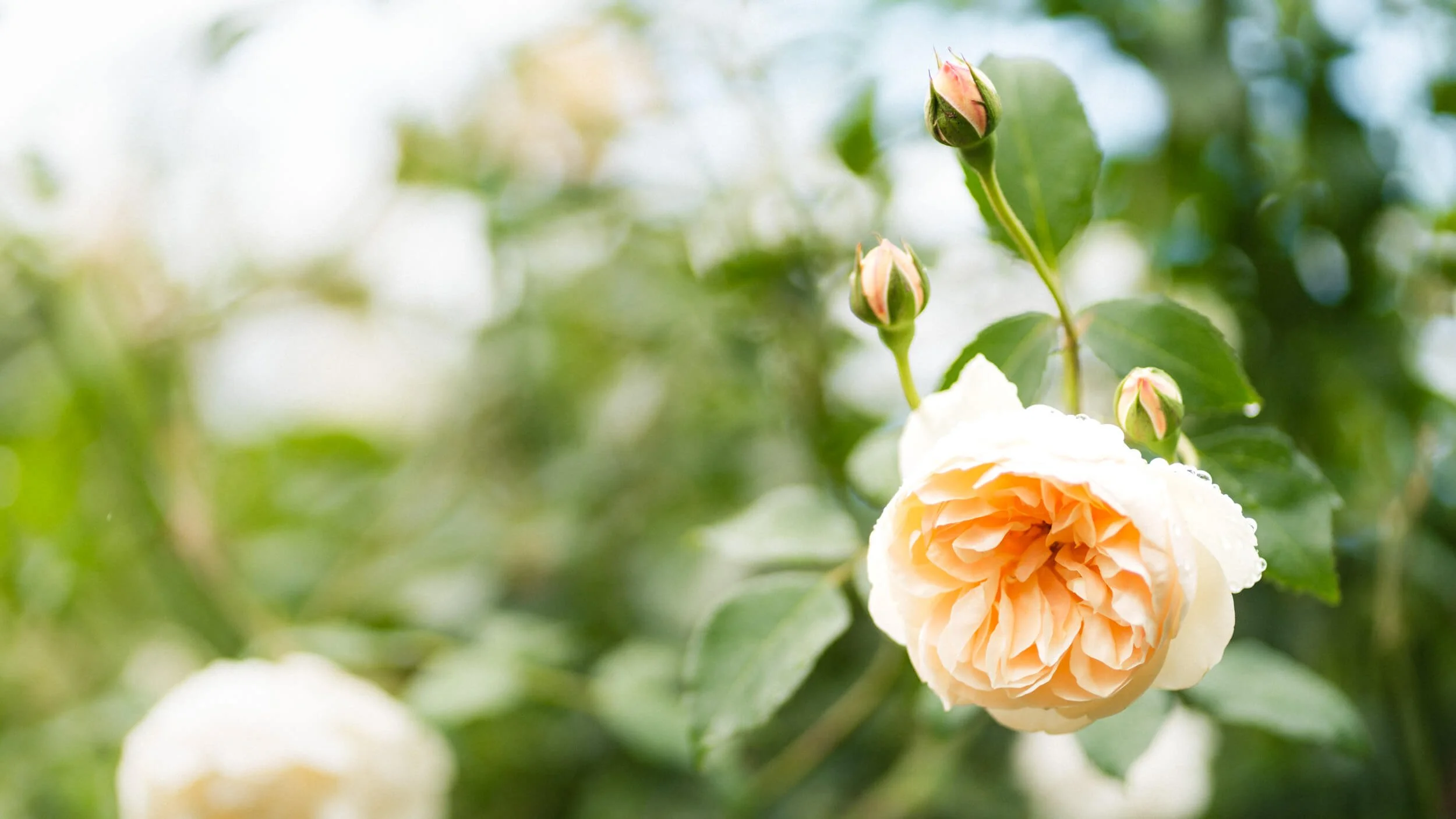 Peach rose blooms captured in natural light at Stokesay Walled Garden. By Andrea Gilpin Photography, specialising in florists, gardeners, and small creative businesses across the UK