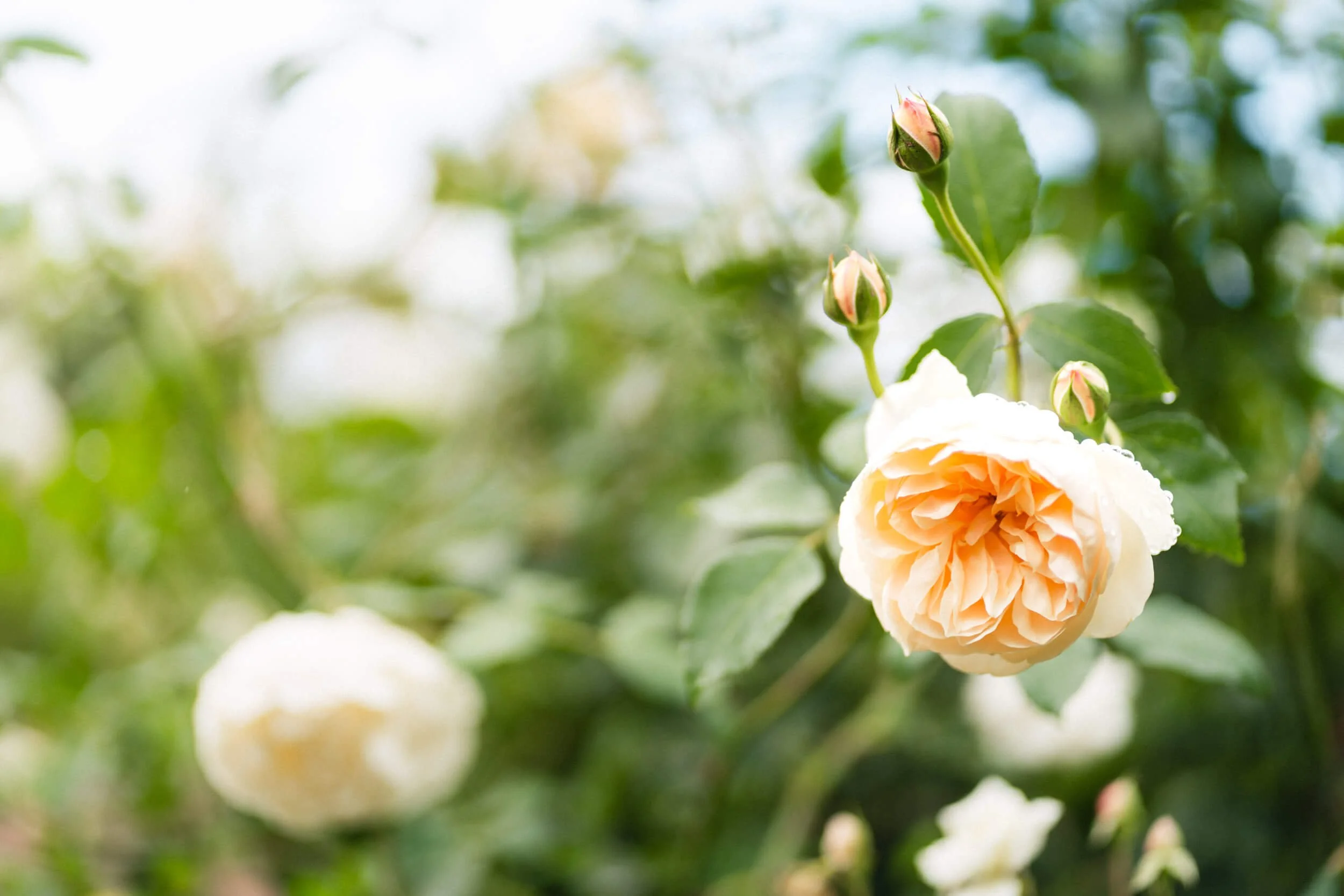 Peach roses captured in natural light at Stokesay Walled Garden. By Andrea Gilpin Photography, specialising in florists, gardeners, and small creative businesses across the UK