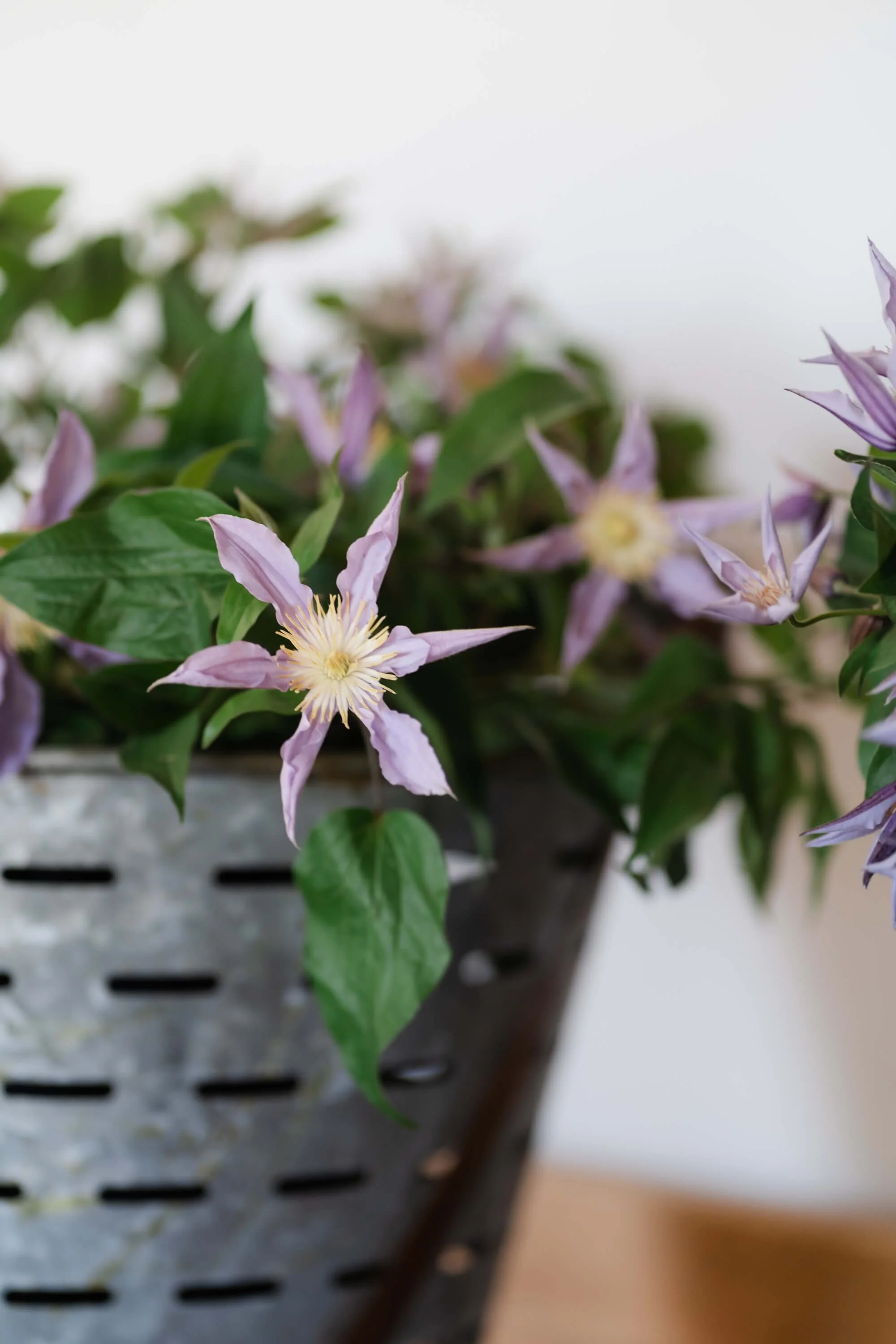 flower-in-florist-buckete.jpg