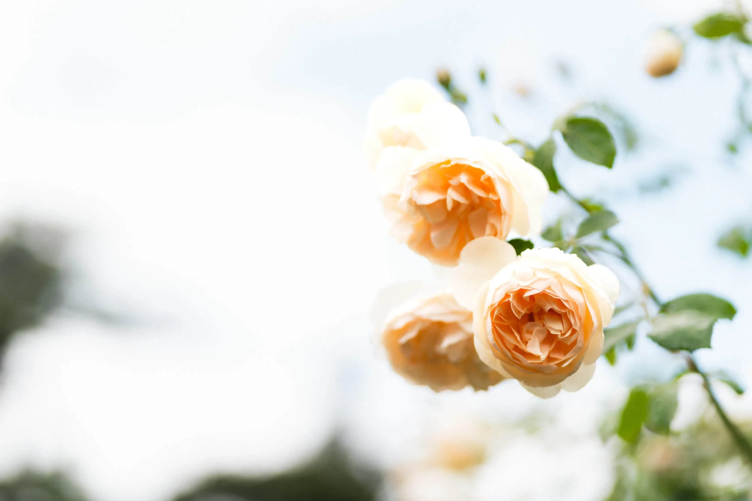 Soft pink garden rose in bloom, captured in natural light. By Andrea Gilpin Photography, specialising in florists, gardeners, and small creative businesses across the UK