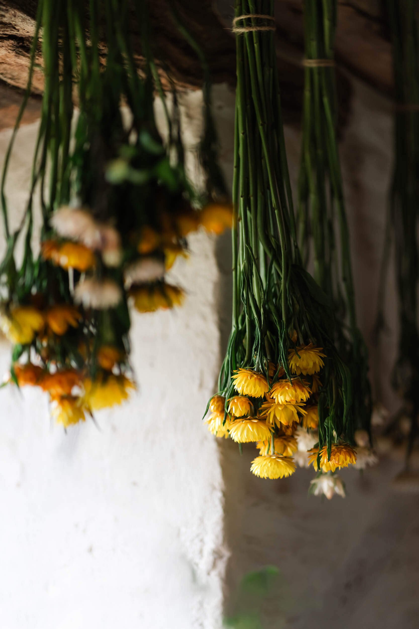 dried flowers hanging by a window