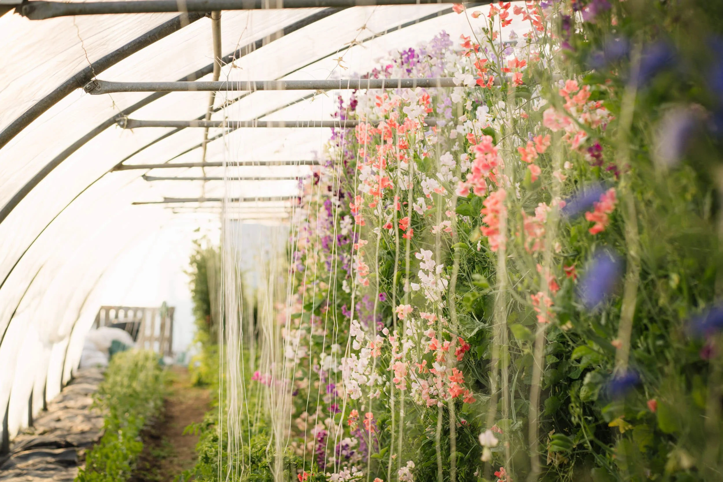 sweet-peas-in-polytunnel-flower-growing-UK
