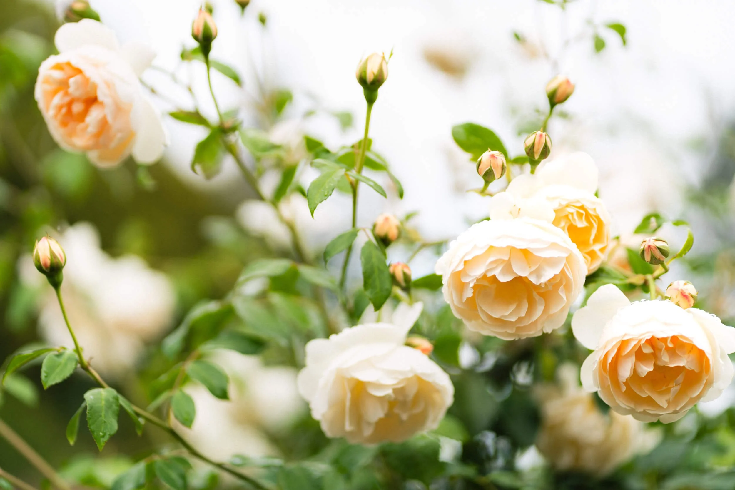 Soft peach garden rose, captured in natural light at Stokesay Walled Garden. By Andrea Gilpin Photography, specialising in florists, gardeners, and small creative businesses across the UK