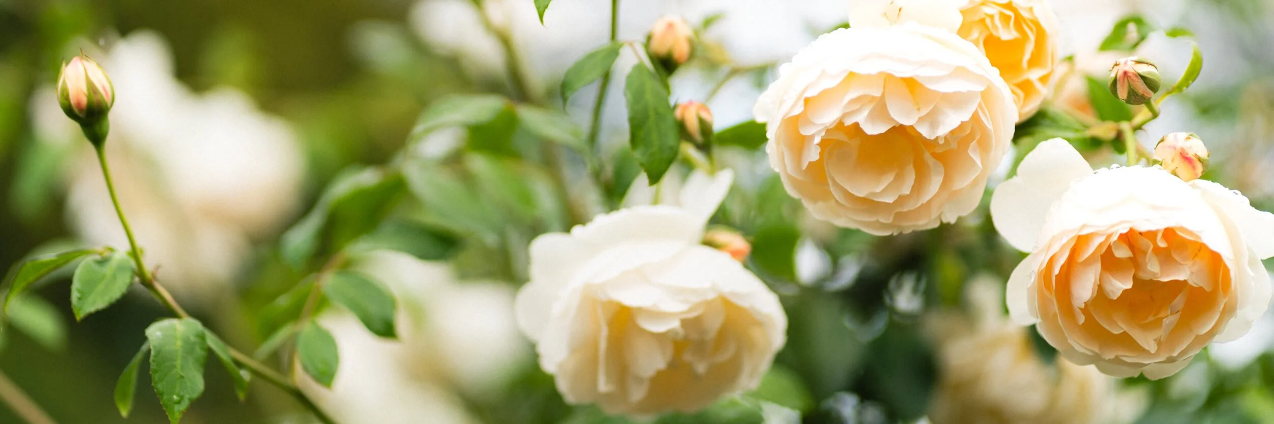 White roses captured in natural light at Stokesay Walled Garden. By Andrea Gilpin Photography, specialising in florists, gardeners, and small creative businesses across the UK