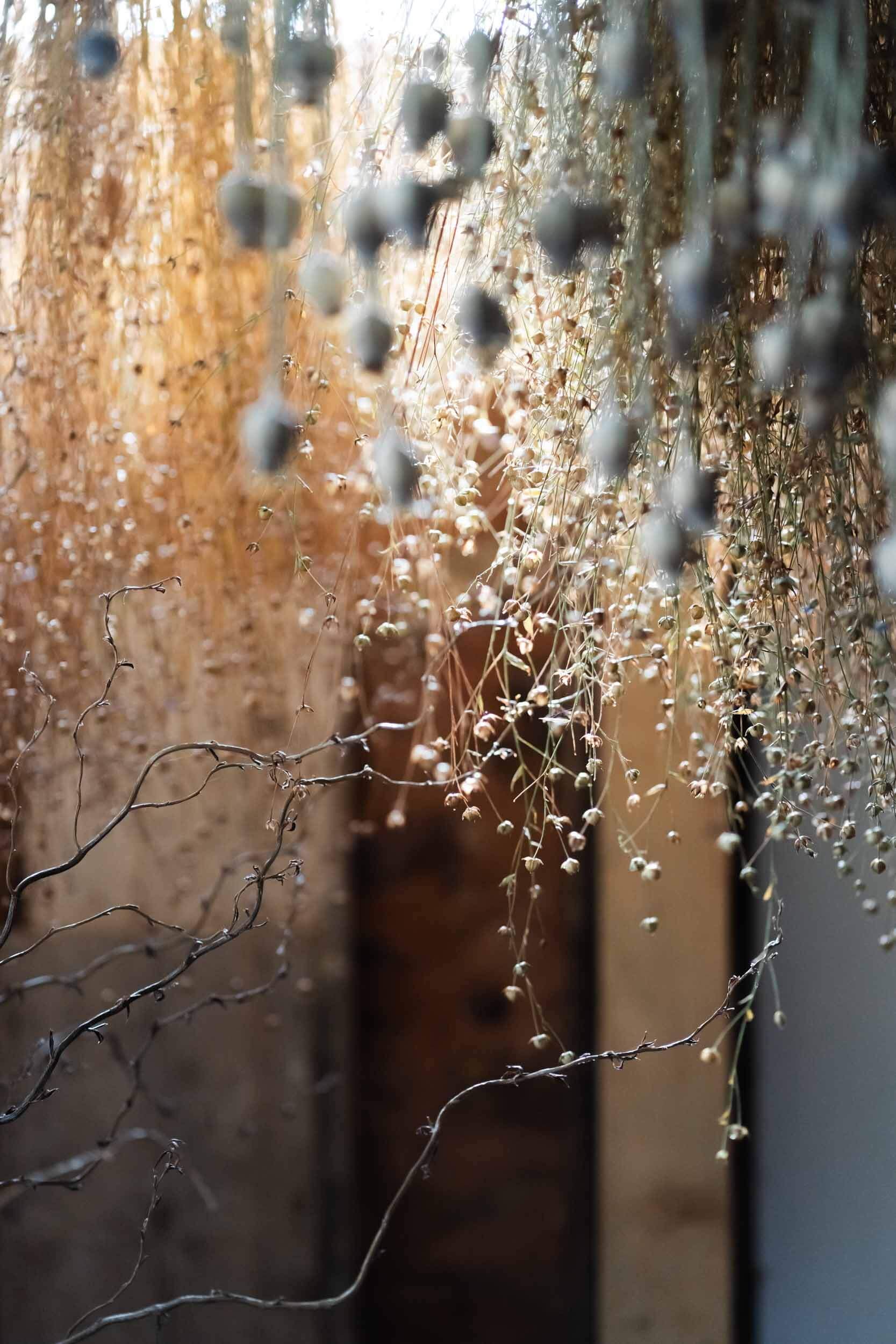 dried flowers lit by sunlight