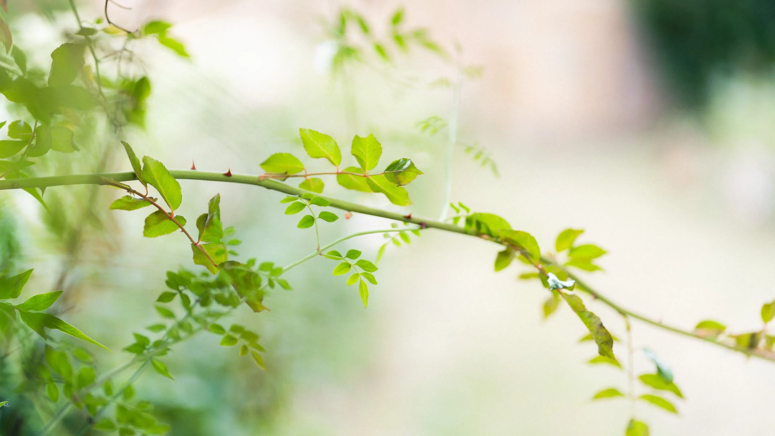Rose stems captured in natural light at Stokesay Walled Garden. By Andrea Gilpin Photography, specialising in florists, gardeners, and small creative businesses across the UK