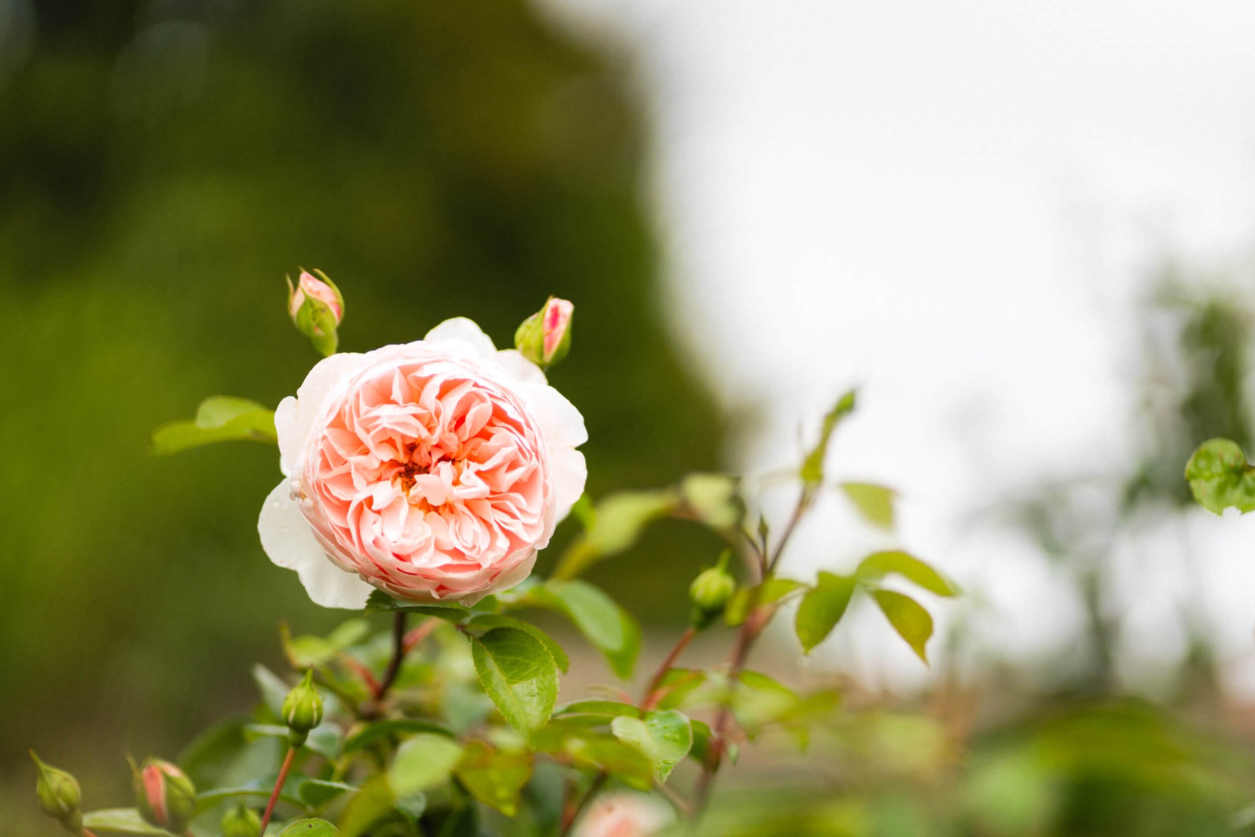 Soft pink garden rose in bloom, captured in natural light. By Andrea Gilpin Photography, specialising in florists, gardeners, and small creative businesses across the UK