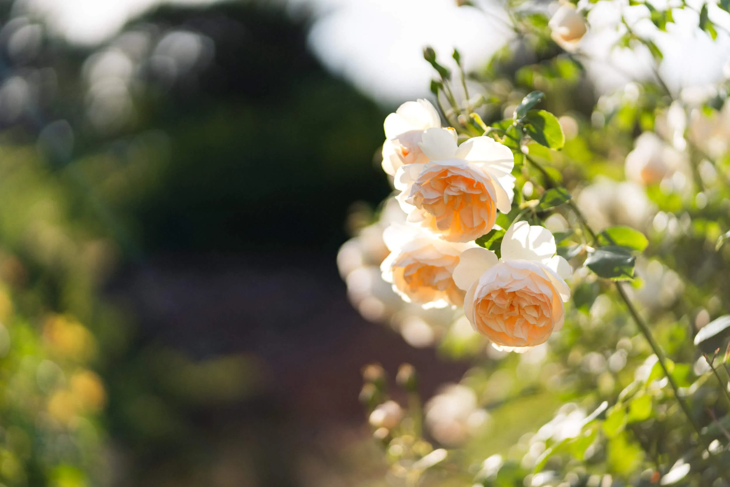 Light peach captured in natural light at Stokesay Walled Garden. By Andrea Gilpin Photography, specialising in florists, gardeners, and small creative businesses across the UK