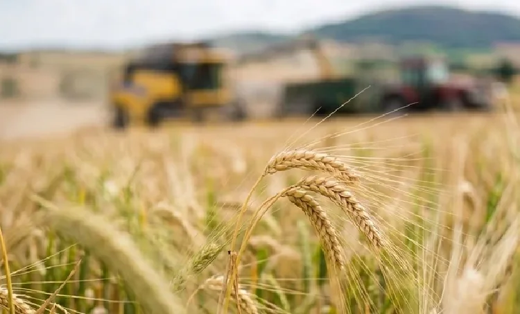 Fields of Gold: Celebrating the Shropshire Harvest from the Comfort of Home