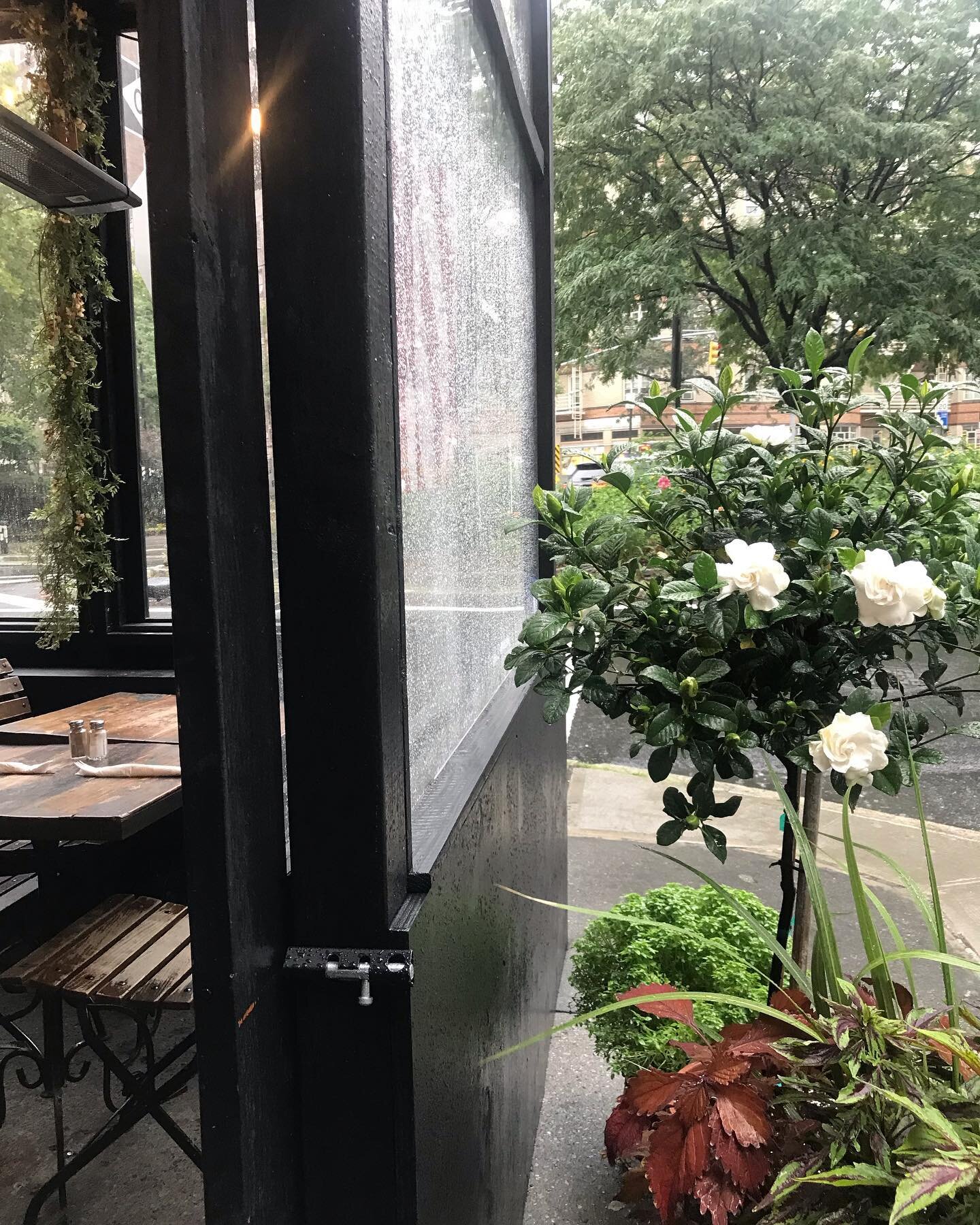 Gardenia loves the rain 🌧 
Happy Flower Friday!!!
.
.
#gardenia #rain #rainyday #flowers #beautiful #friday #scent #aroma #fragrance #freshblooms #plantlovers #flowerloves  #cloudyday #water #clouds #love #happy #nyc #manhattan #westvillagenyc #i❤️n