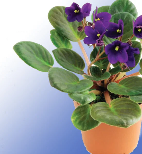 [MAGAZINE ARTICLE] Violets for Veterans