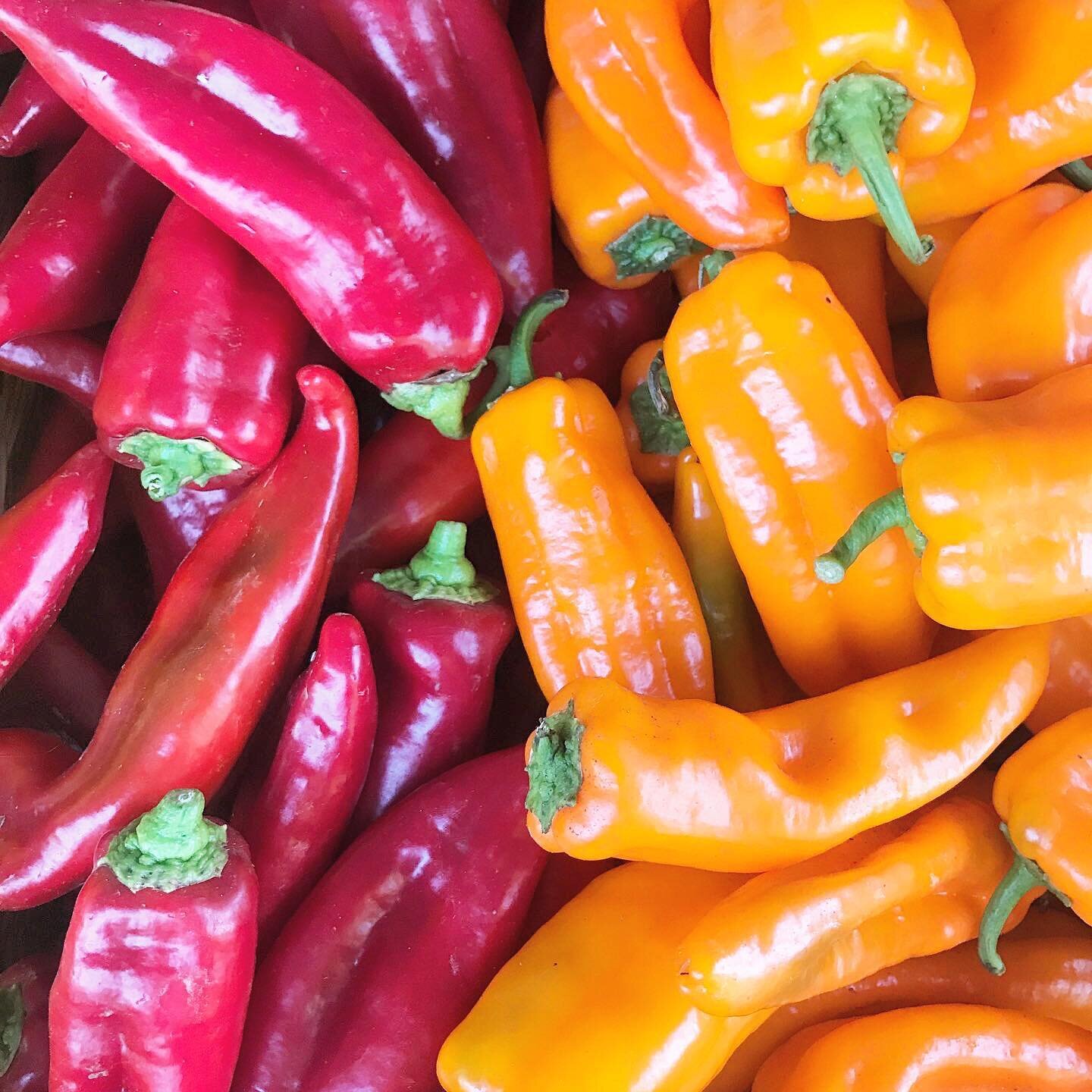 MARKET TOMORROW!!

Okay folks, let&rsquo;s talk peppers, shall we? 

Peppers are really the star of the show if you ask me. You know it&rsquo;s summer when they come onto the scene and inject color into the market that changes the whole atmosphere. E