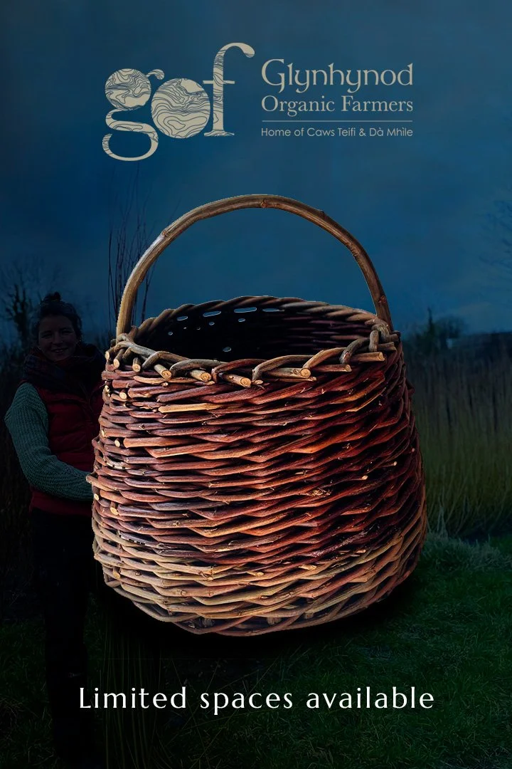 Willow berry basket making course at Glynhynod Farm