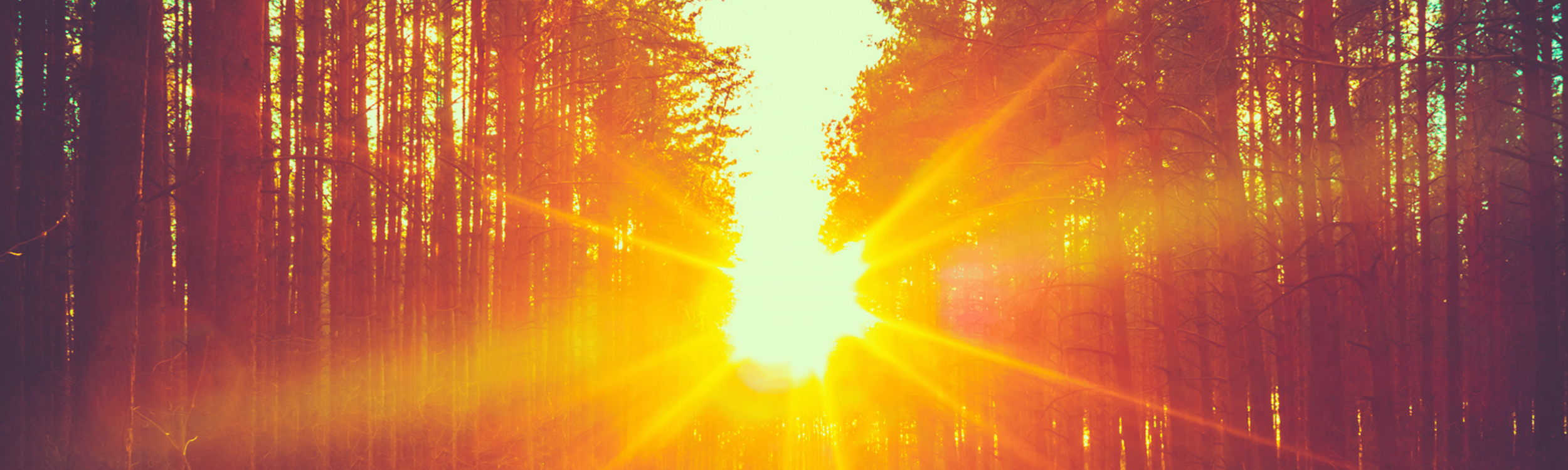 Website Banner (2).png