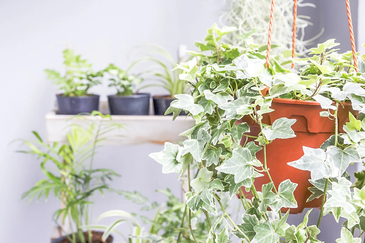 The Best House Plants for Cleaner Air in Your Home