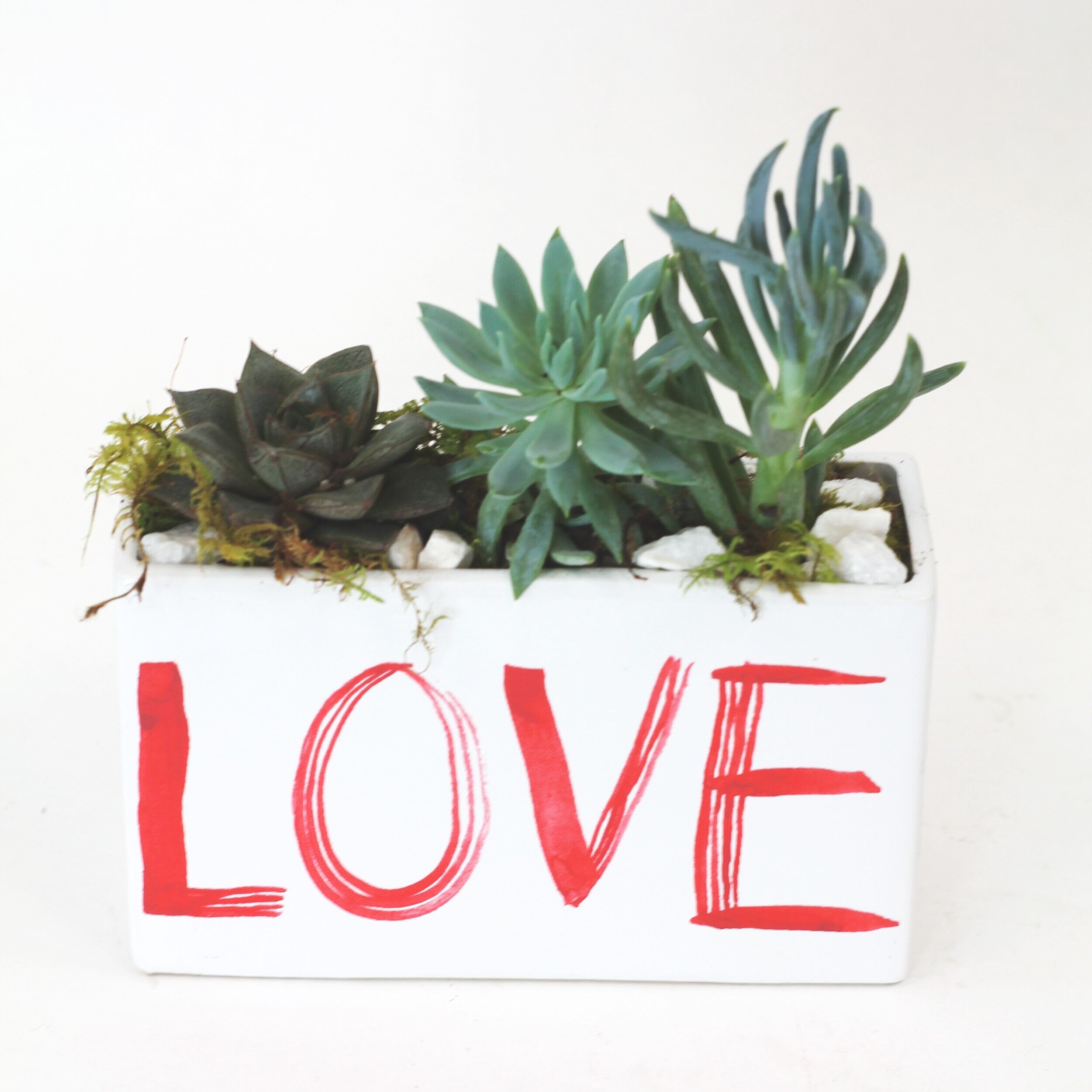 Succulent Love $35