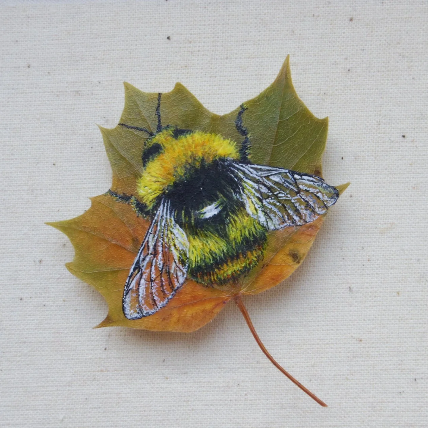 Bumblebee on a sycamore leaf.jpg