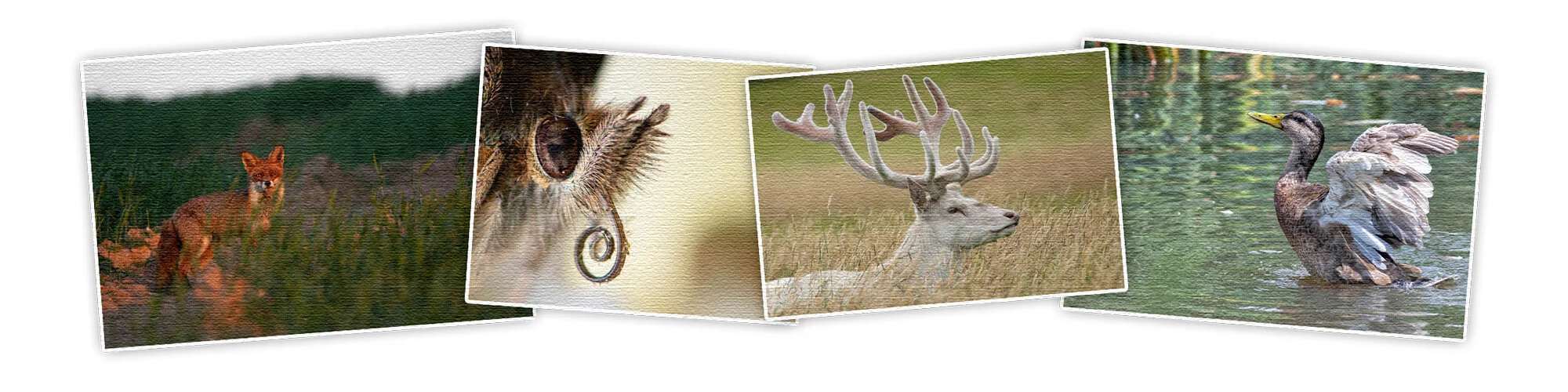 website social media banner .jpg